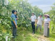 Đồng chí Phan Văn Hiển- Bí thư Đảng ủy xã Nghĩa Lâm thăm các mô hình kinh tế